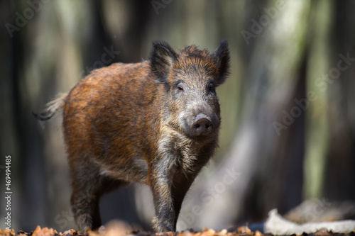 Male Wild boar in autumn forest
