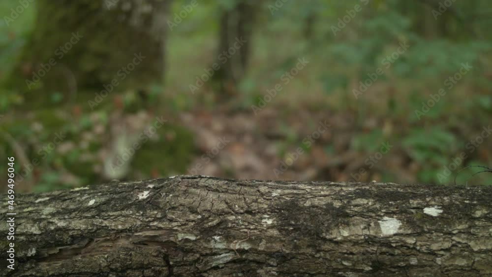 Cockroaches walking on a tree branch in the woods, France Cockroaches walking on a tree branch in the woods, France