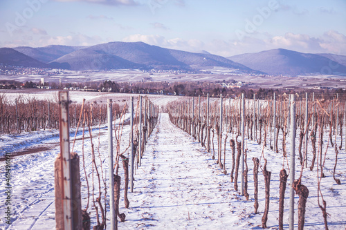 Weinberge im Winter Pfalz