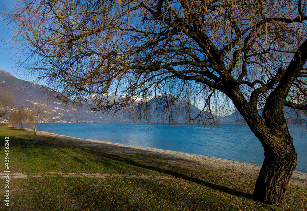 bare tree closeup, Como lake winter landscape bare tree closeup, Como lake winter landscape