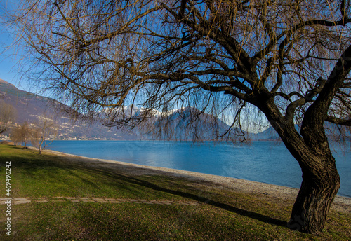bare tree closeup, Como lake winter landscape