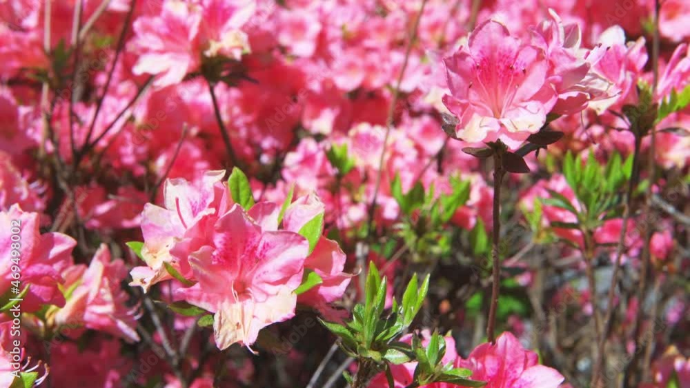 Macro closeup of pink rhododendron azalea flowers with green foliage leaves on bush and leaves in garden park in Blue Ridge Mountains, Virginia parkway moving shaking with wind Macro closeup of pink rhododendron azalea flowers with green foliage leaves on bush and leaves in garden park in Blue Ridge Mountains, Virginia parkway moving shaking with wind