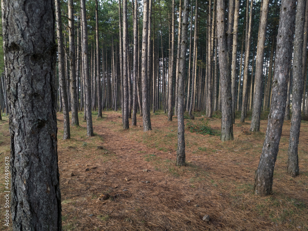 Pine forest on Zlatibor Mountain in Serbia with hiking trails