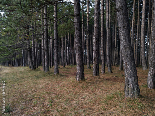 Pine forest on Zlatibor Mountain in Serbia with hiking trails