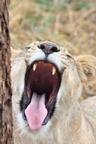 Closeup of lioness yawning at Bondla Wildlife Sanctuary in Goa, India  photo
