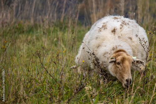 Hapje van het malse gras photo