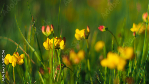 Macro de fleurs aux pétales jaunes sauvages, avec un beau flou d'arrière-plan