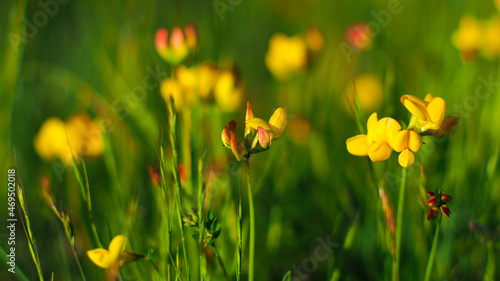 Macro de fleurs aux pétales jaunes sauvages, avec un beau flou d'arrière-plan