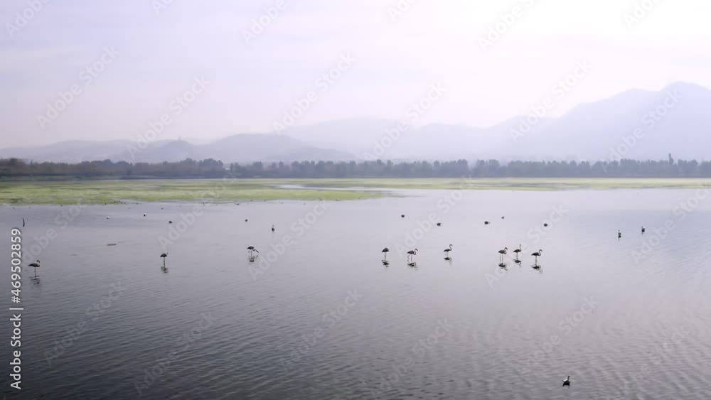 Flamingos. This stock video shows an aerial view of a flock of flamingos standing on a lake. Flamingos. This stock video shows an aerial view of a flock of flamingos standing on a lake.