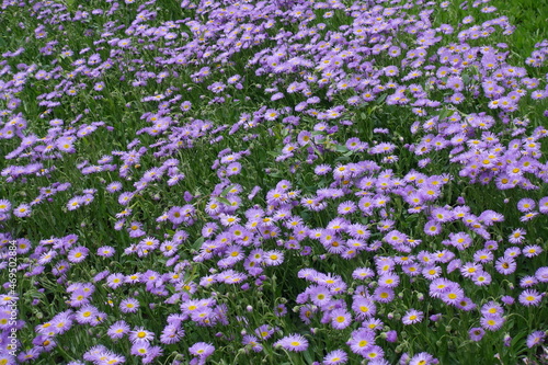 Backdrop - numerous violet flowers of Erigeron speciosus in June