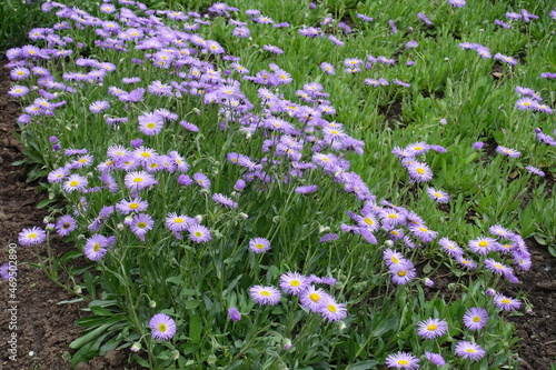 Blossoming purple Erigeron speciosus plant in May