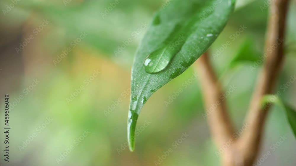 Drop runs down the leaf in slow motion 180fps Drop runs down the leaf in slow motion 180fps