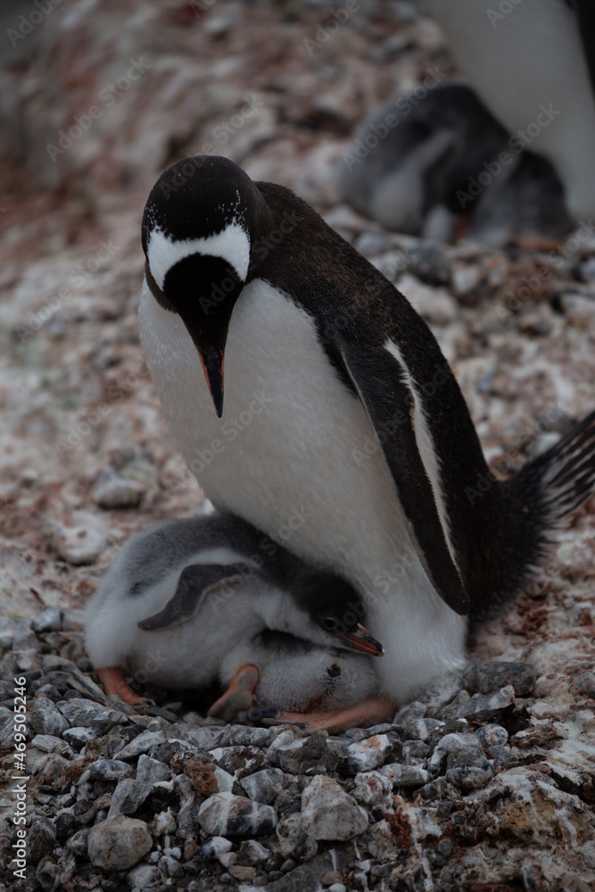 Naklejka premium Brütender Pinguin