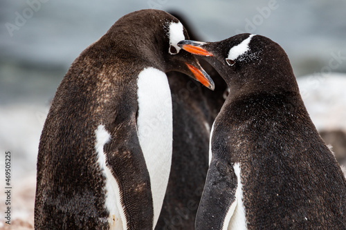 Pinguine sind zärtlich zueinander