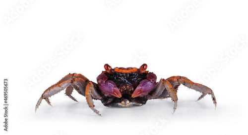 Orange purple Vampire Crab, standing facing camera. Looking towards camera, showing both eyes. isolated on a white background.