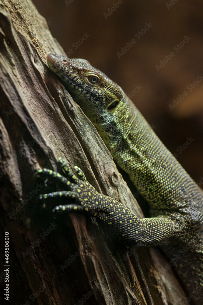 Naklejka premium Close-up slanted shot of a lizard grabbing a log 