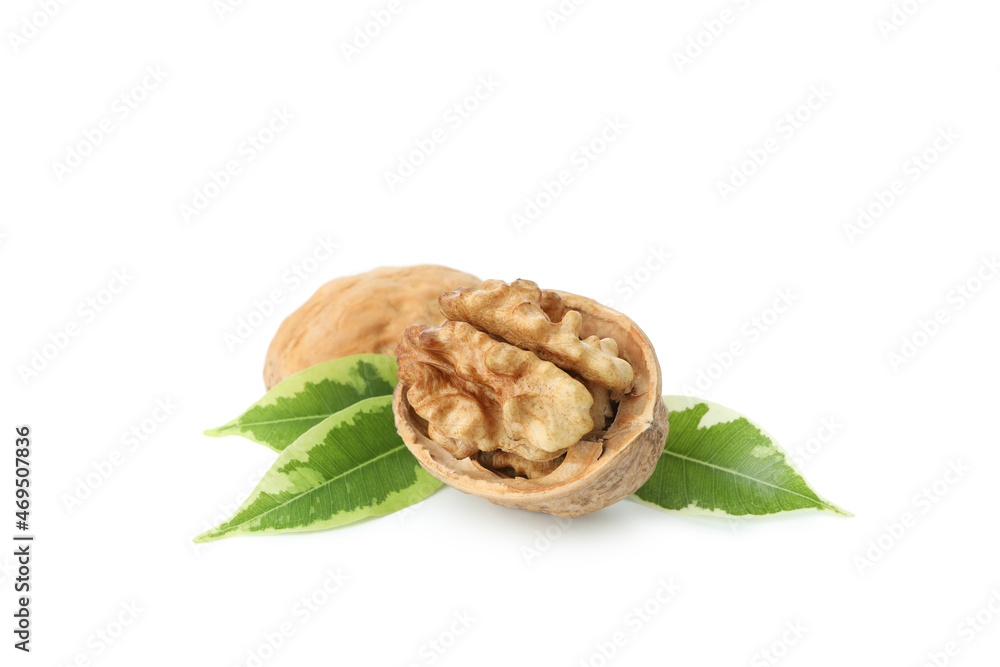 Walnut isolated on white background, close up Walnut isolated on white background, close up