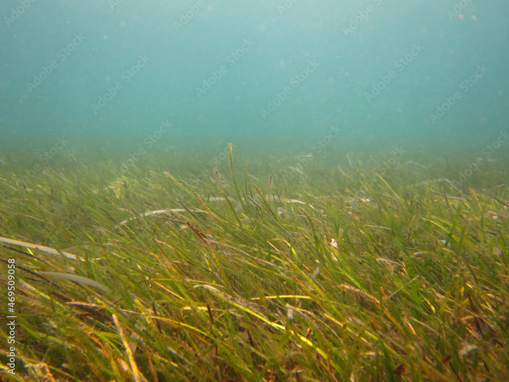 Obraz premium Cesped marino
