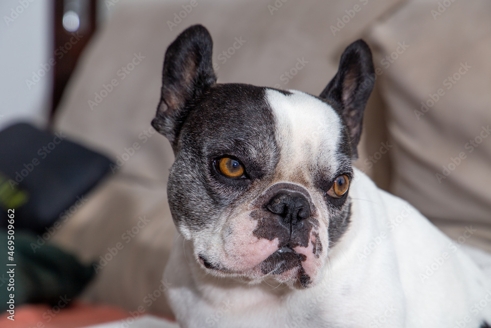 Black and white french bulldog sleeping with white blanket on top. close up Black and white french bulldog sleeping with white blanket on top. close up