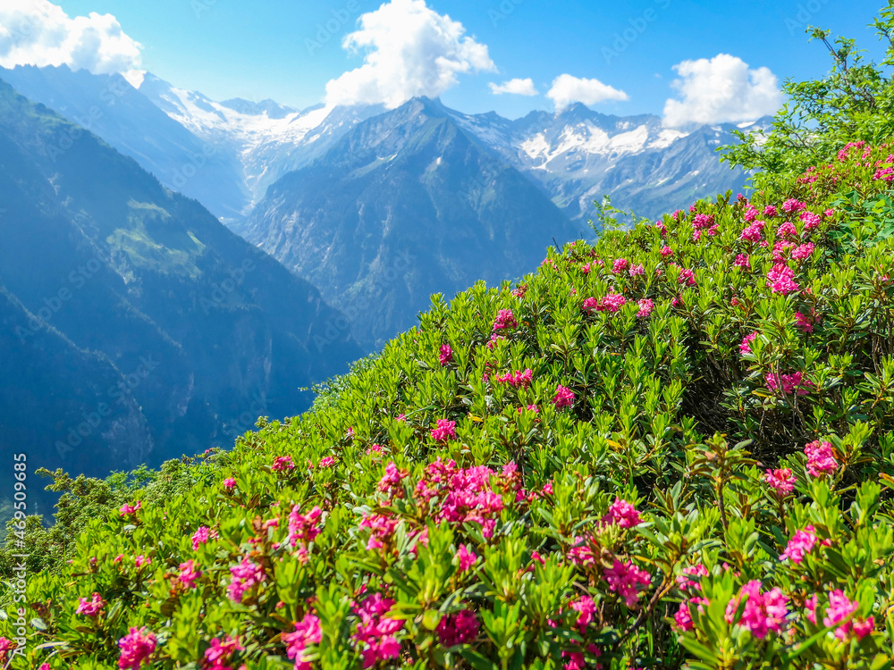 Zillertaler Alpen - blühende Alpenrose