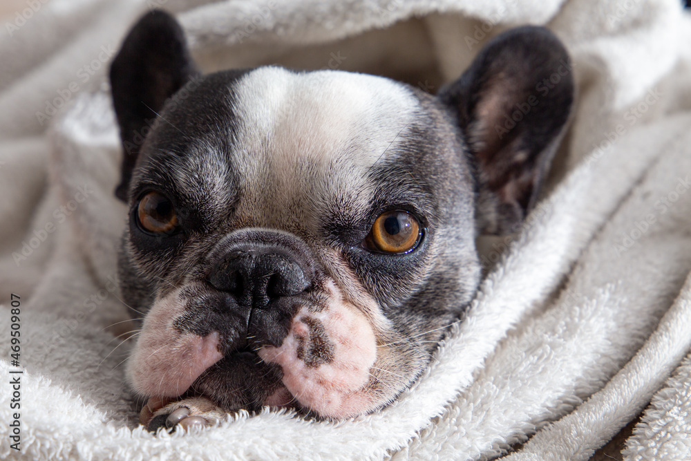 Black and white french bulldog sleeping with white blanket on top. close up