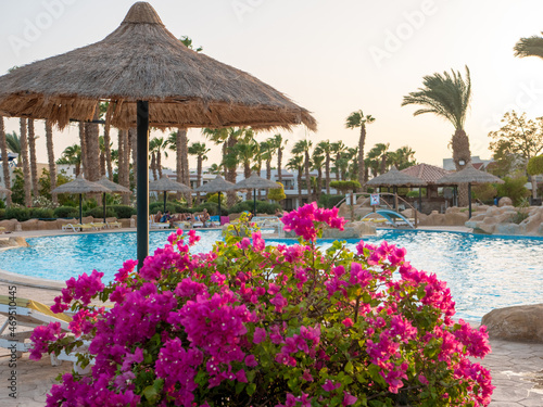 Hurghada, Egypt - September 22, 2021: Bush with bright pink flowers against the backdrop of a pool with people relaxing at sunset.