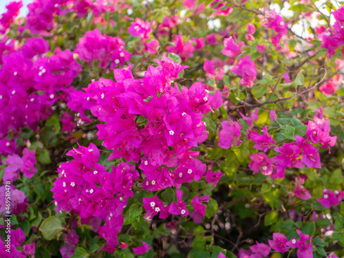 Bush with bright pink flowers and green leaves. Close-up  selective focus.