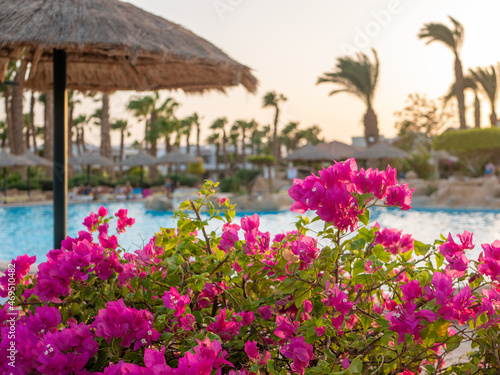 Hurghada, Egypt - September 22, 2021: Bush with bright pink flowers against the backdrop of the pool and tall palms at sunset. Selective focus.