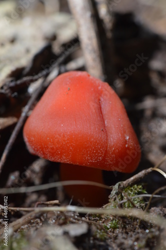 Bright Red Mushroom Waxy Cap Georgia 