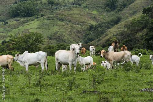Fototapeta Naklejka Na Ścianę i Meble -  Cattle grazing in the pasture with mountains in the background. Oxen, cows and calves together. Sana, mountainous region of Rio de Janeiro