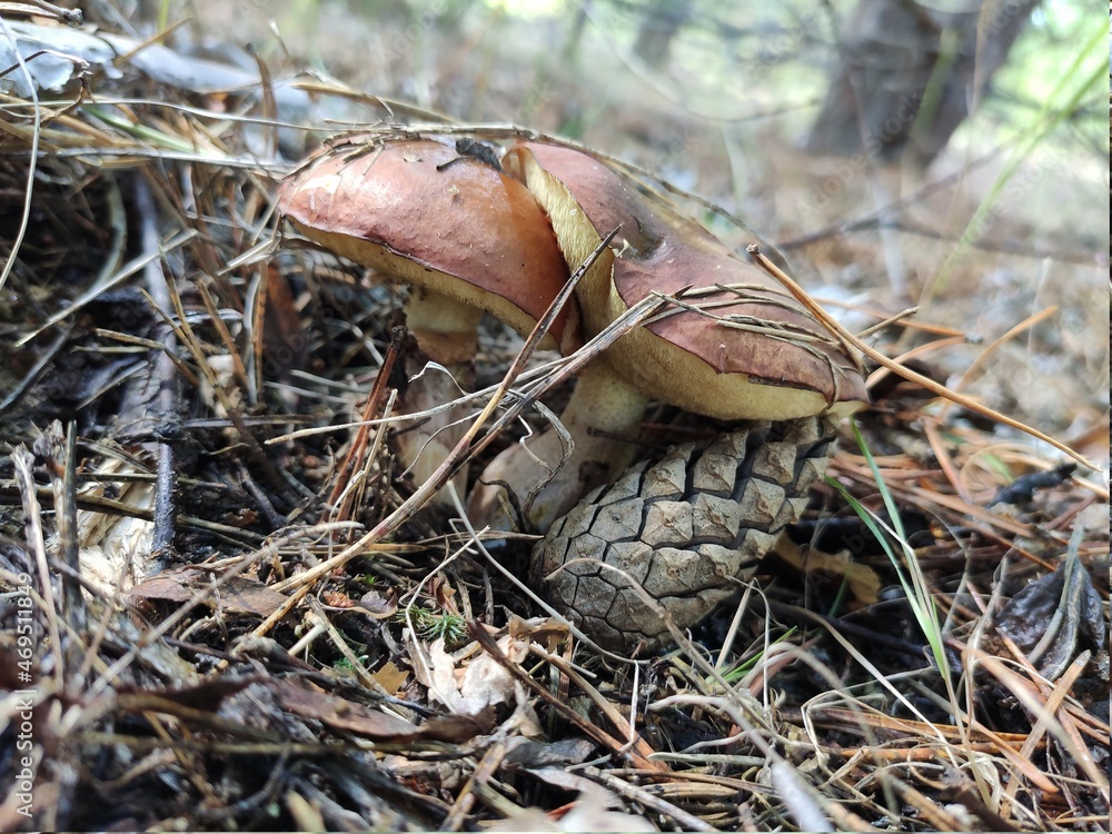 mushrooms in the grass mushrooms in the grass
