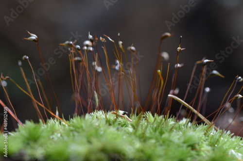 Close-Up Macro of Moss Flower Buds