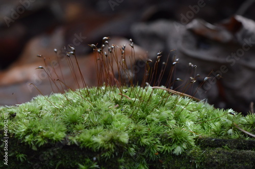 Close-Up Macro of Moss Flower Buds