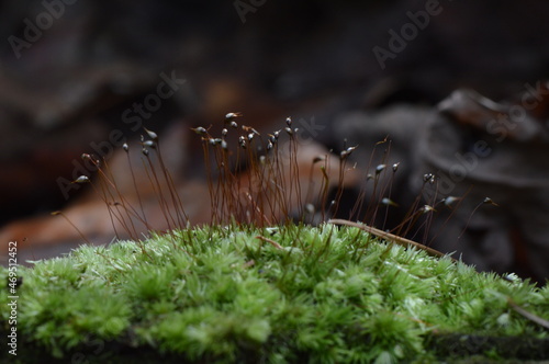 Close-Up Macro of Moss Flower Buds
