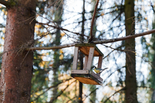 small bird eats from a forest feeder