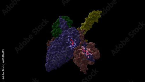 Heat-shock protein 90 dimer (pink-blue)-HSP90 co-chaperone Cdc37 (yellow)-cyclin-dependent kinase 4 (green) complex and ATP (red). Animated 3D cartoon and Gaussian surface models, PDB 5fwk photo