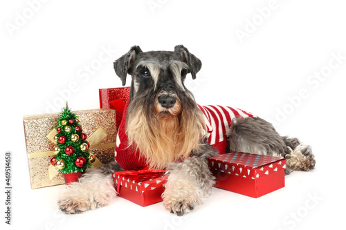 miniature schnauzer on christmas gift box and a decorated christmas tree