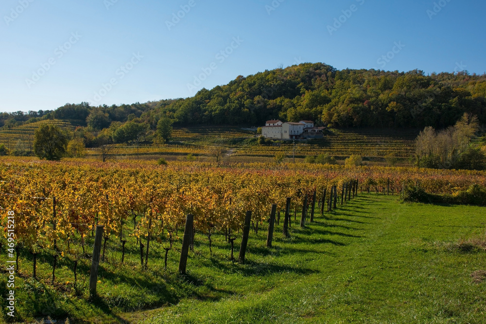 The mid-November autumn landscape in a field of grapevines in Cormons near Cividale del Friuli, Udine Province, Friuli-Venezia Giulia, north east Italy
