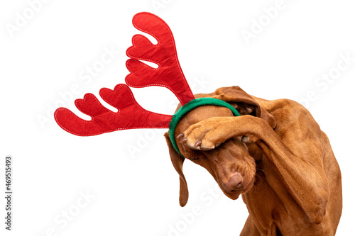 Dog Christmas Present Background. Funny vizsla wearing xmas reindeer antlers covering eyes with paw, studio portrait on white background.