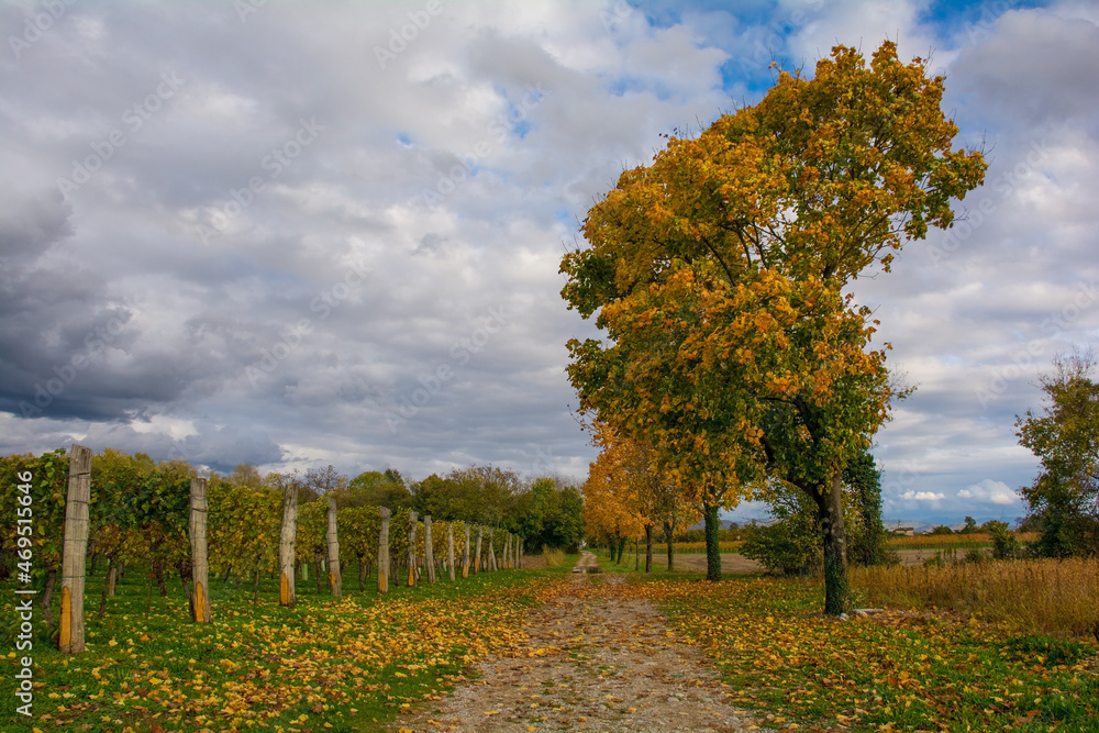 Fototapeta premium The mid-November autumn landscape in the fields of Moimacco near Cividale del Friuli, Udine Province, Friuli-Venezia Giulia, north east Italy 