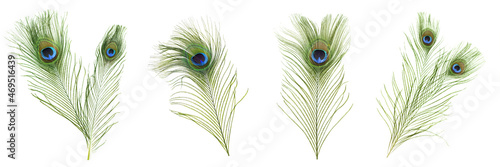 Beautiful bright peacock feathers on white background, collage. Banner design