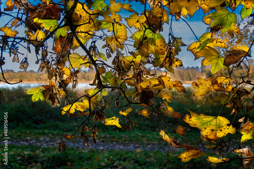 Herbst am Hemmelsdorfer See
 photo