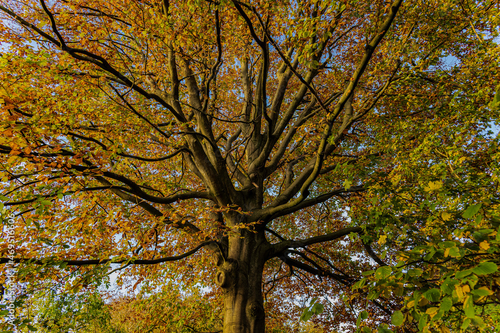 Fototapeta premium Herbst am Hemmelsdorfer See 