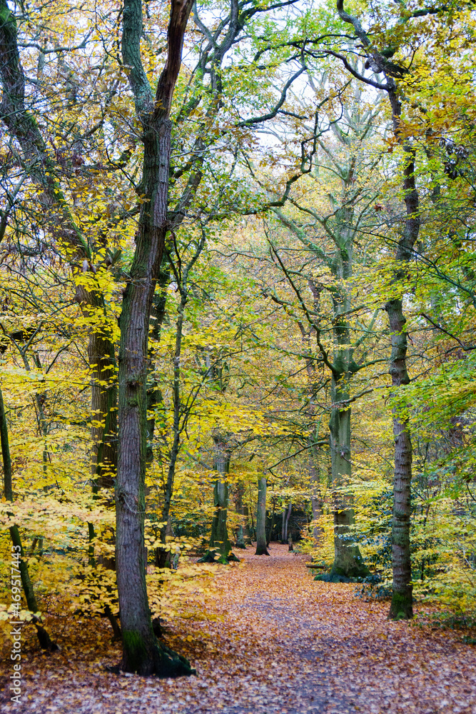 Obraz premium A beautiful autumn forest with vibrant orange and yellow leaves, showcasing the natural beauty of the fall season.