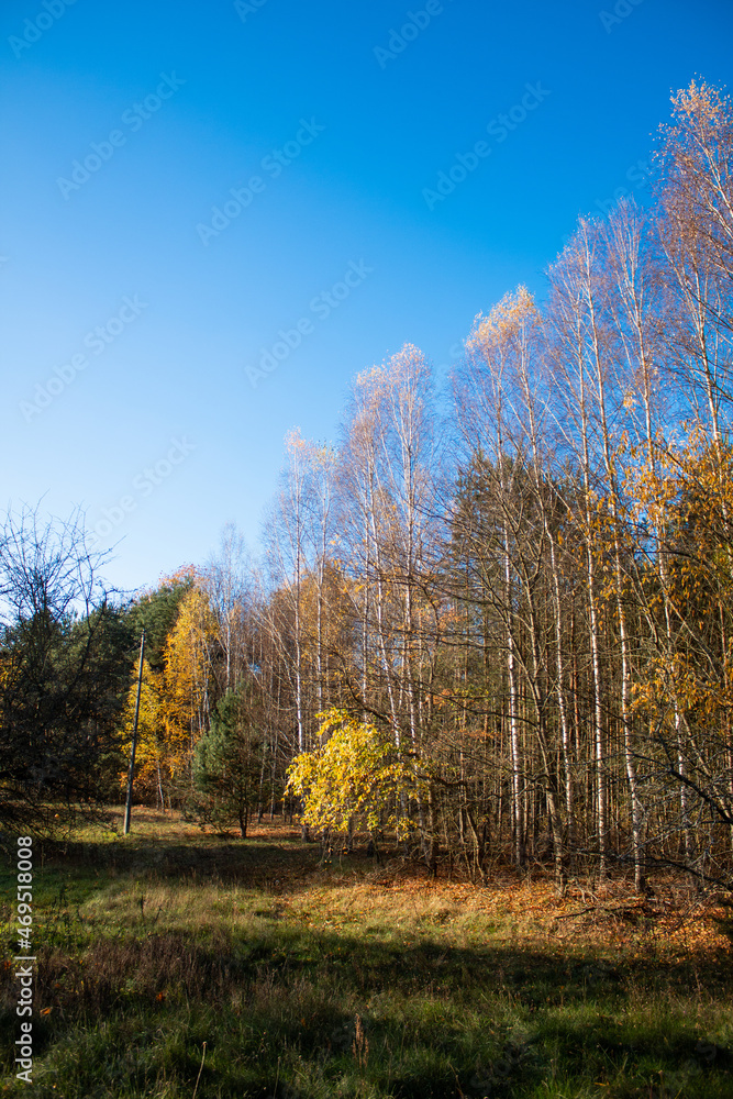 Autumn forest with colorful leaves