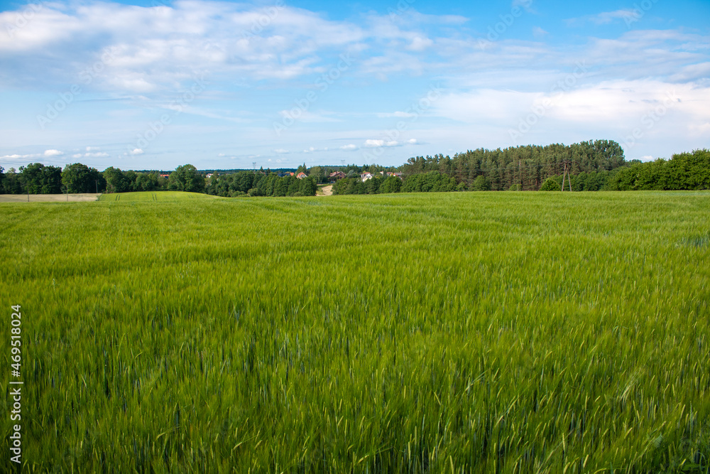 The field, the meadow on the background is silent The field, the meadow on the background is silent