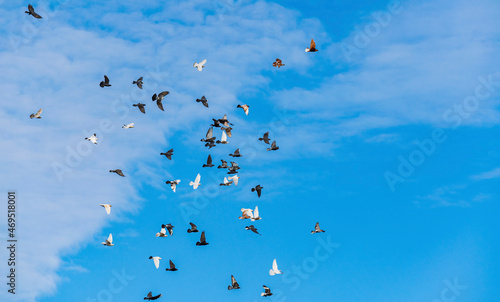 Large flock of multicolored domestic postal and decorative pigeons flies high in blue, cloudy summer sky. © mityru