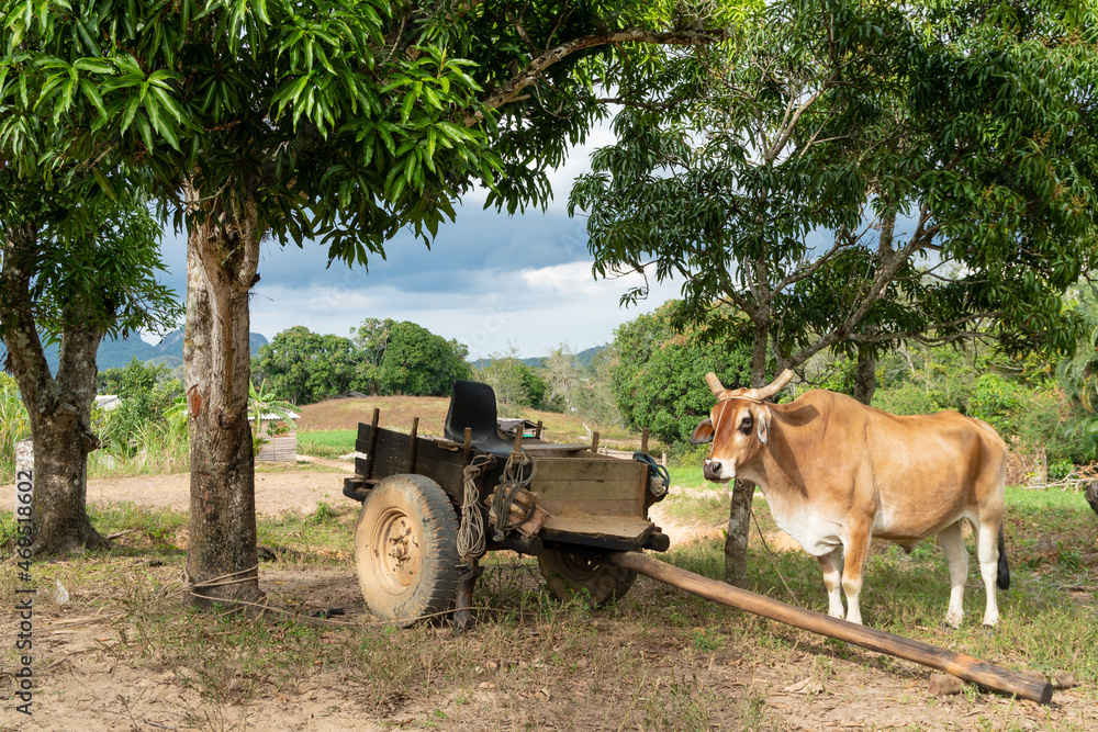 Obraz premium An oxen cart parked under a tree in Viñales, Cuba, capturing traditional farming methods and the relaxed pace of rural life