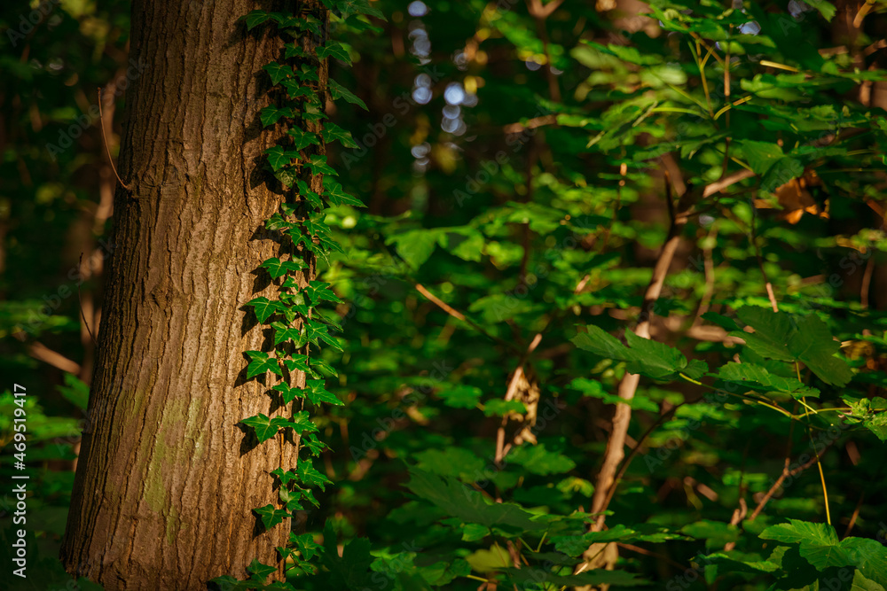 tree foliage in evening sun light forest wood land outdoor environment space local scenic tree foliage in evening sun light forest wood land outdoor environment space local scenic