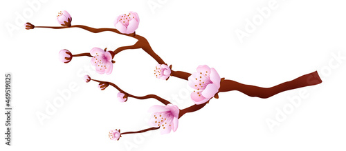 Pink bloosom tree. Sakura branch. Japanese cherry